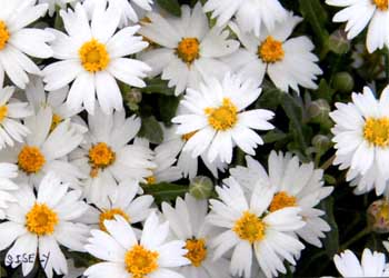 "Full Of Daisies" by Sandy Isely, Ashland WI - Photography